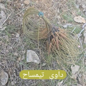 داوی تیمساحی خانۆ